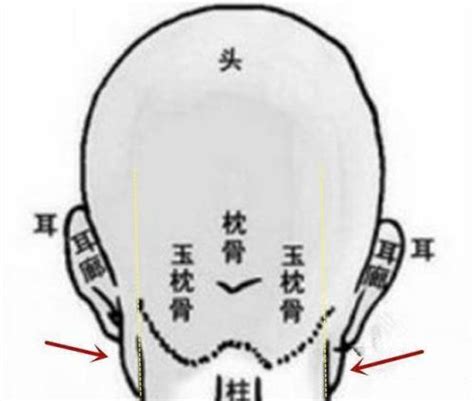 枕骨突出面相|《相学精义》注解 枕骨面相解读